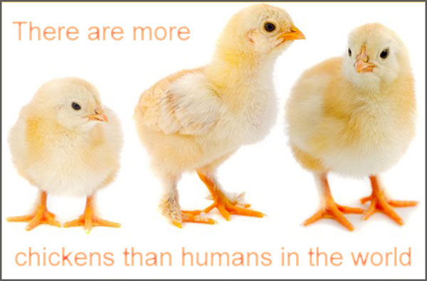 more-chickens-than-people
